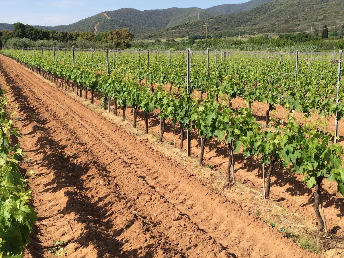 Agriturismo La Sassicaia Кастильоне дела Пеская Екстериор снимка